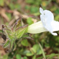 Centranthera indica (L.) Gamble